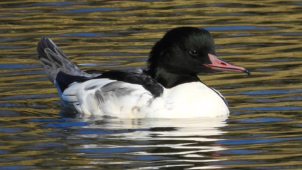 DSCN1444：カワアイサ（オス）