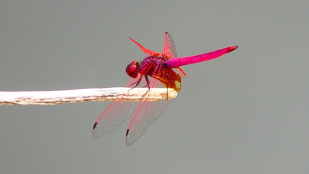 P2280523：ベニトンボ（オス）