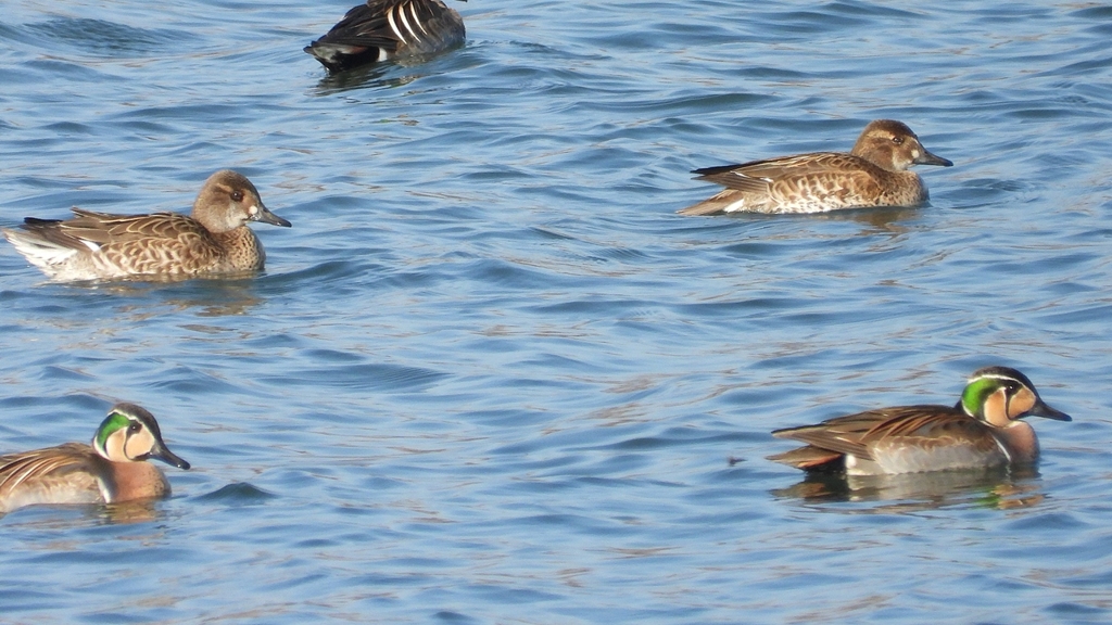 DSCN1086：トモエガモ