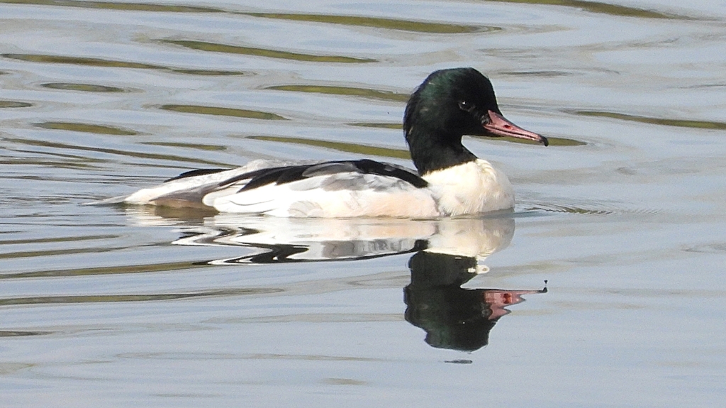 DSCN3096：カワアイサ（オス）