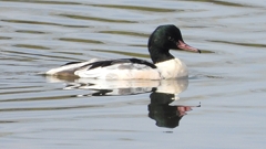 DSCN3096：カワアイサ（オス）