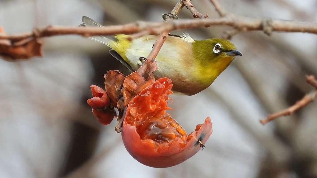 DSCN8521：メジロ