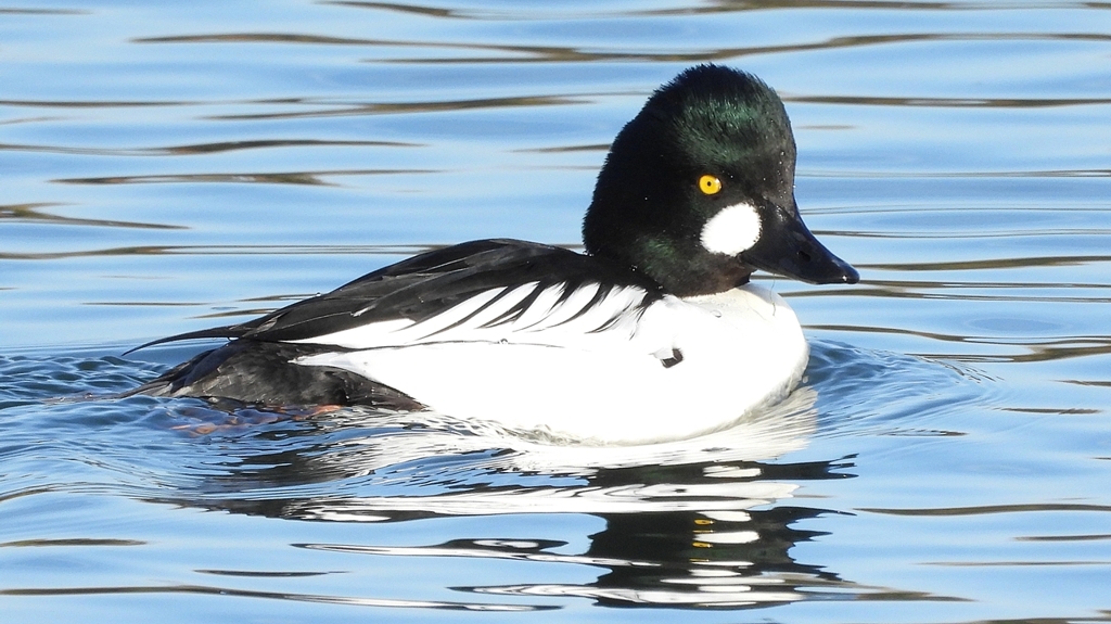 DSCN2629：ホオジロガモ（オス）