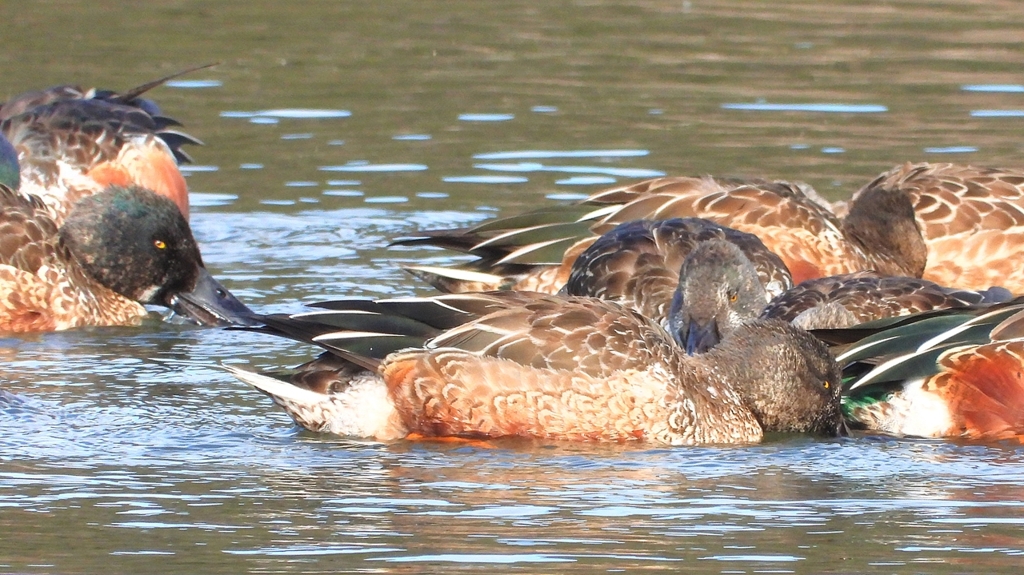 DSCN6077：ハシビロガモ