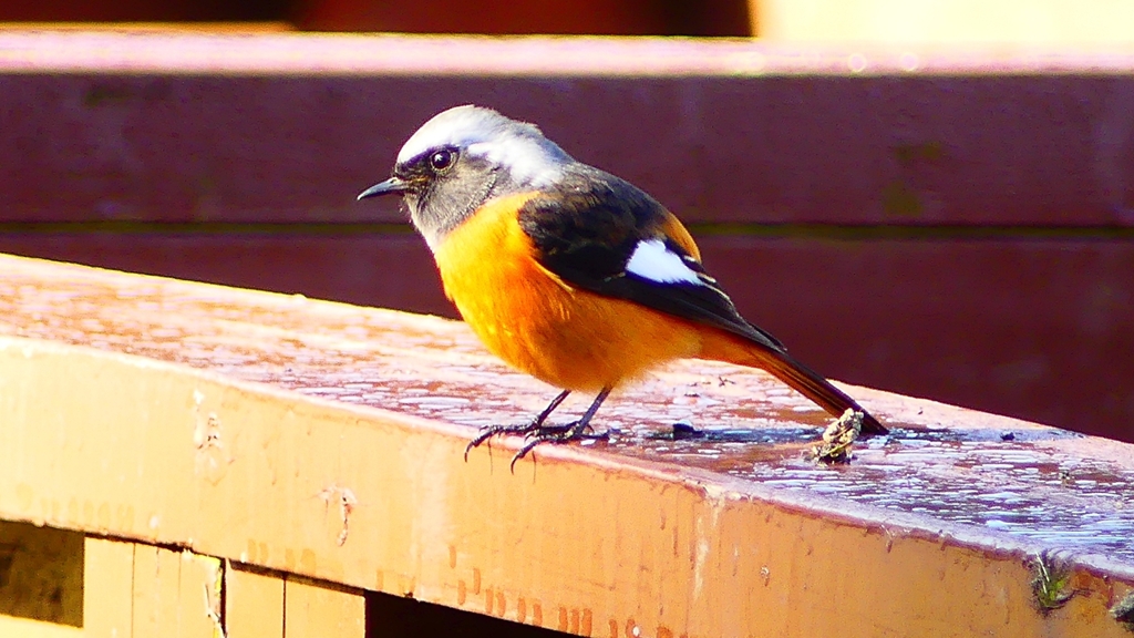 P2370553：ジョウビタキ（オス）