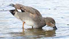 DSCN1787：オカヨシガモ（オス）