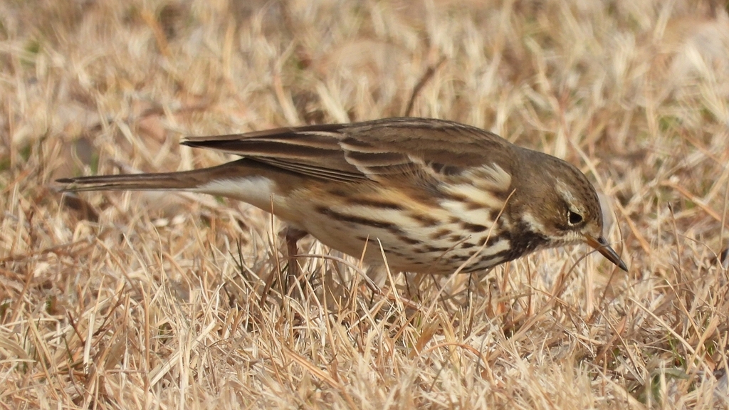 DSCN7591：タヒバリ