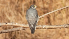 DSCN1491：ハヤブサ