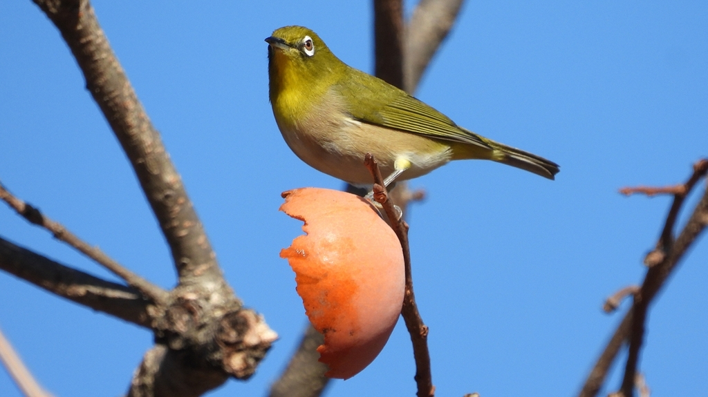 DSCN8747：メジロ