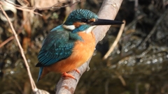 DSCN0661：カワセミ（オス）