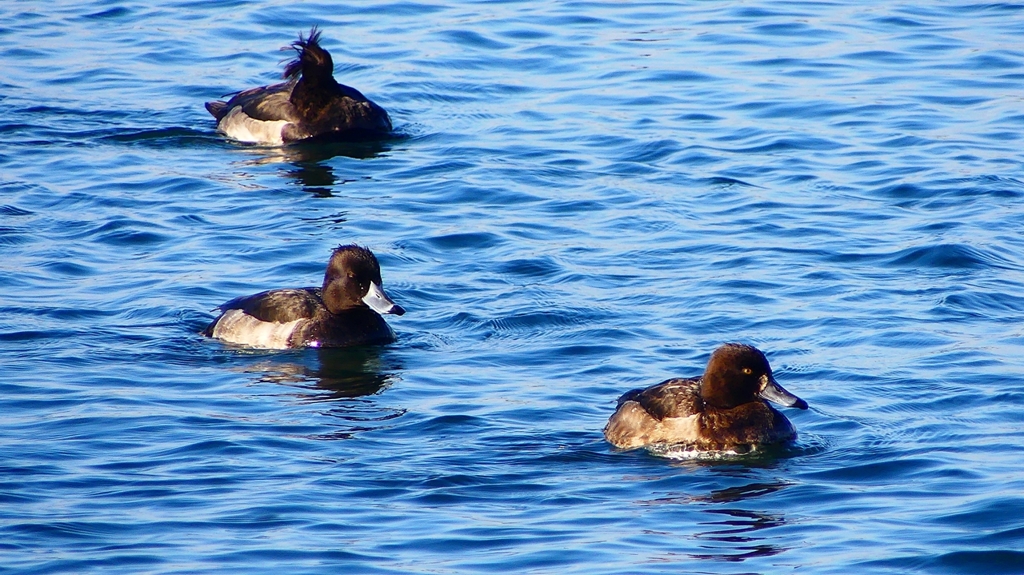P2380294：キンクロハジロ