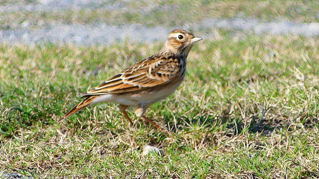 P2320698：ヒバリ