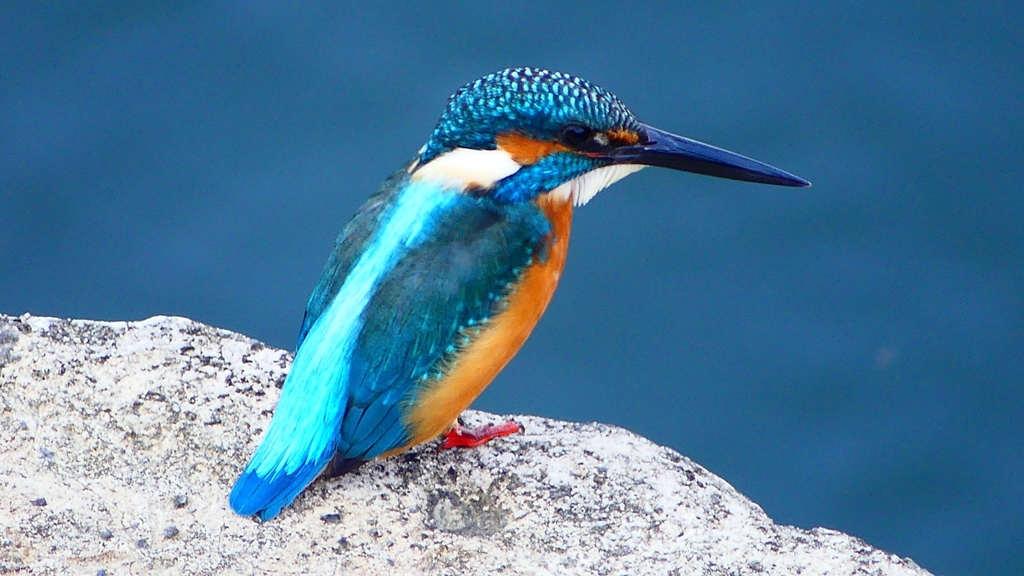 P2410403：カワセミ（オス）