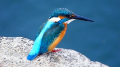 P2410403：カワセミ（オス）