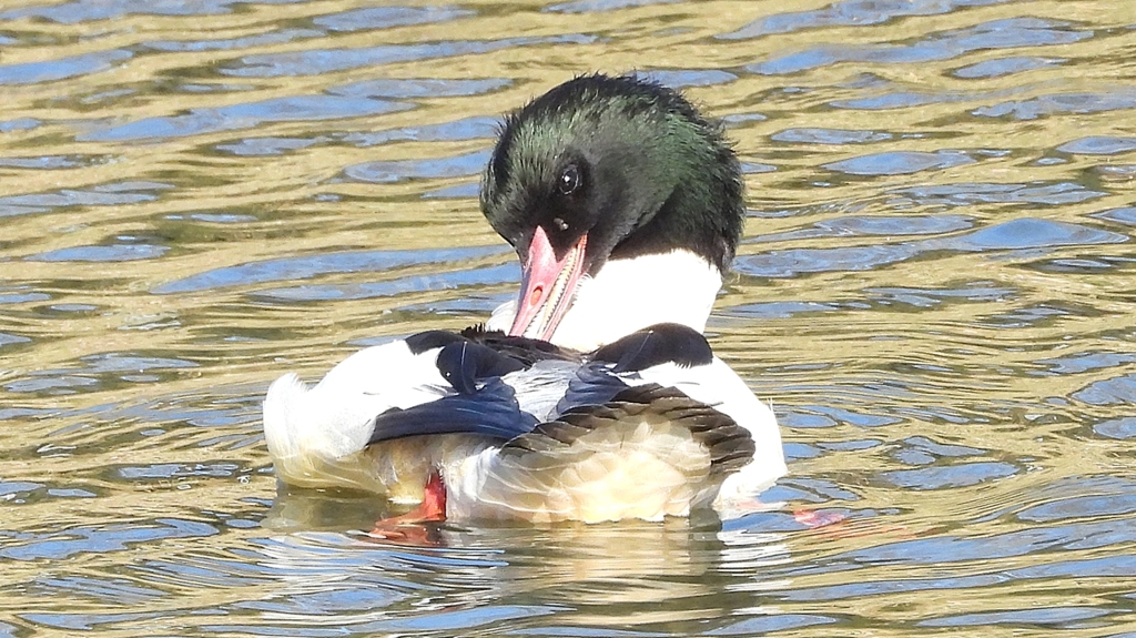DSCN1860：カワアイサ（オス）