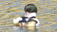 DSCN1860：カワアイサ（オス）