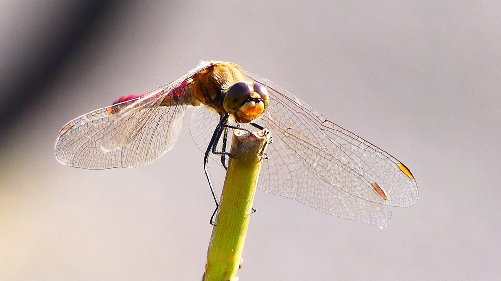 P2320163：アキアカネ（オス）