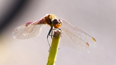 P2320163：アキアカネ（オス）