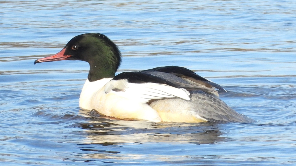 DSCN5234：カワアイサ（オス）