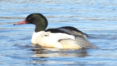 DSCN5234：カワアイサ（オス）