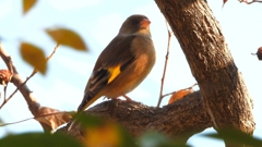 DSCN6323：カワラヒワ