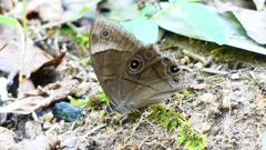 P2250556：クロヒカゲ