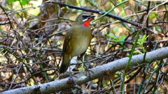 P2300921：ノゴマ（オス）