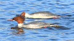 DSCN3304：カワアイサ（メス）