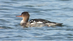 DSCN3278：ウミアイサ（オス）