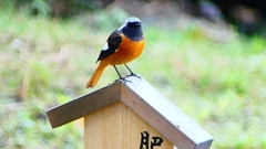 P2360165：ジョウビタキ（オス）