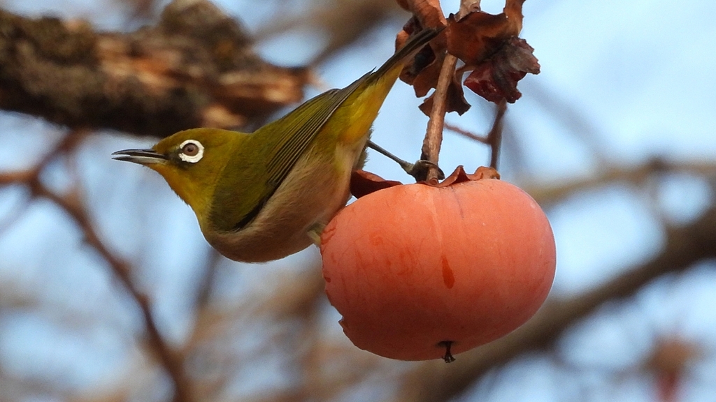 DSCN8618：メジロ