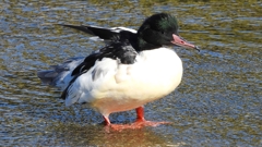 DSCN1506：カワアイサ（オス）