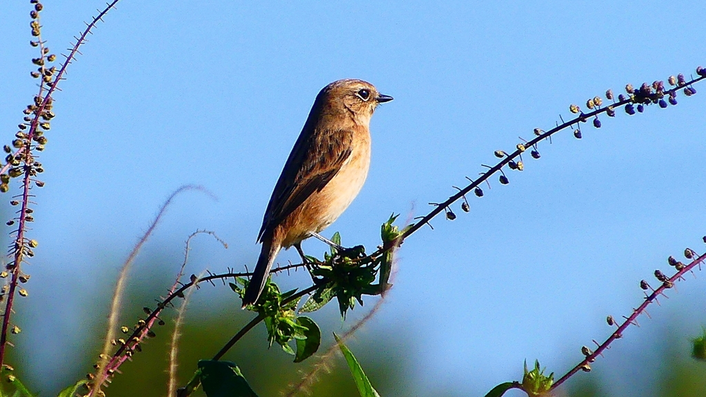 P2310788：ノビタキ