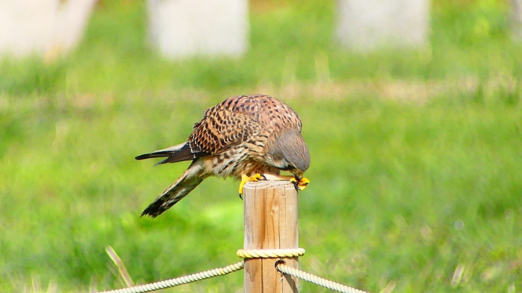 P2340421：チョウゲンボウ