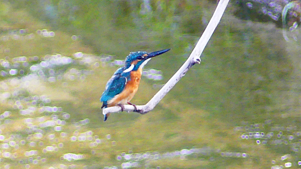P2290281：カワセミ（オス）