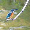 P2290281：カワセミ（オス）