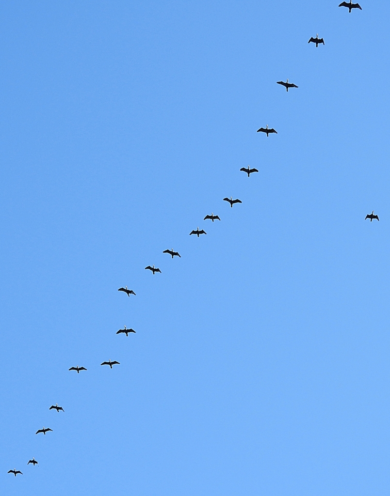 DSCN1004：飛ぶカワウ