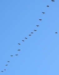 DSCN1004：飛ぶカワウ