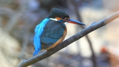 DSCN7968：カワセミ（メス）