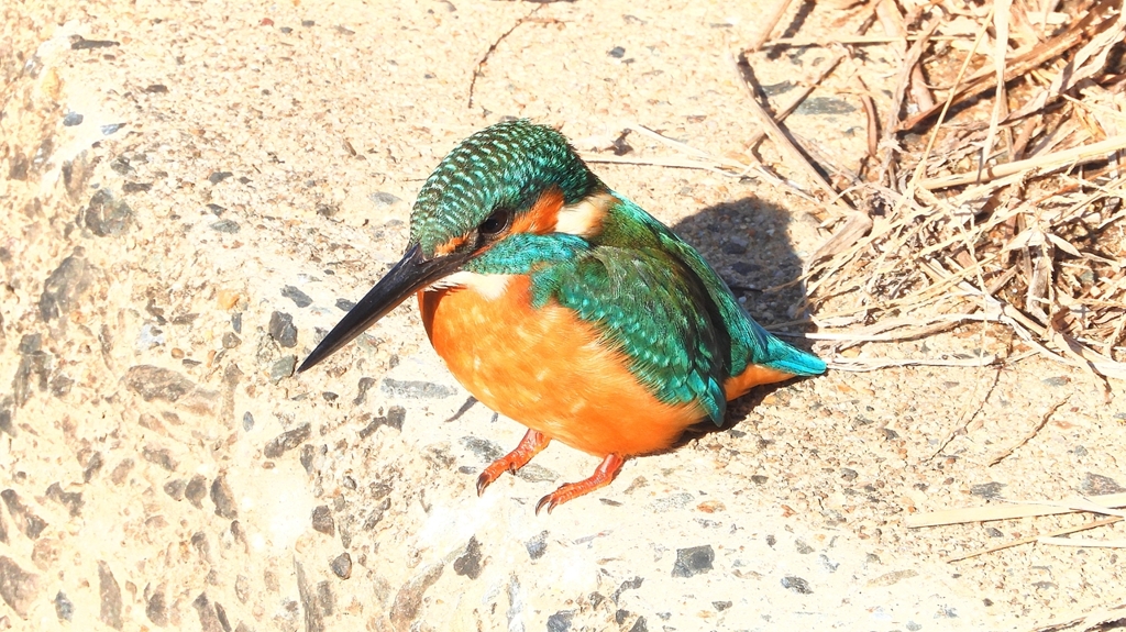 DSCN5900：カワセミ（オス）