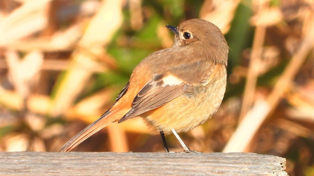 DSCN8107：ジョウビタキ（メス）