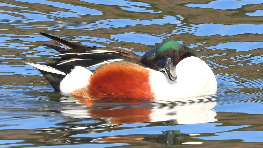 DSCN6035：ハシビロガモ