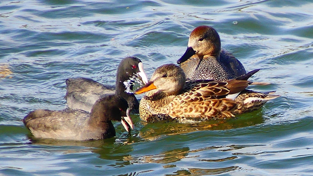 P2410517：オカヨシガモ、オオバン