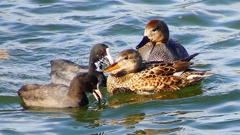 P2410517：オカヨシガモ、オオバン