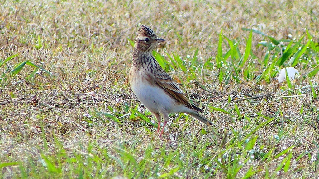 P2350677：ヒバリ