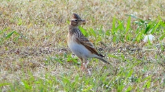 P2350677：ヒバリ