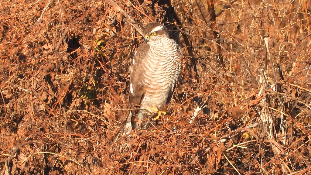 DSCN5371：カワアイサ