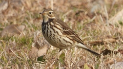 DSCN7573：タヒバリ