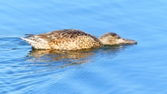 P2360112：ハシビロガモ