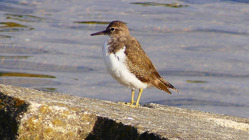 P2360671：イソシギ